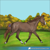 Horse Color:Liver Red Dun Splash 