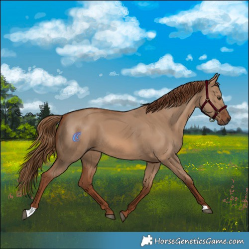 Horse Color:Red Dun 