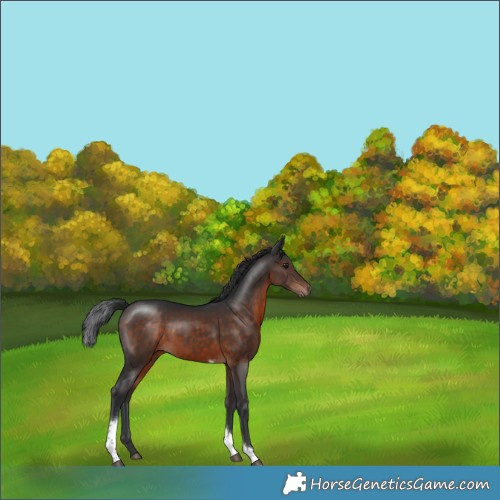 Horse Color:Brown Tobiano 