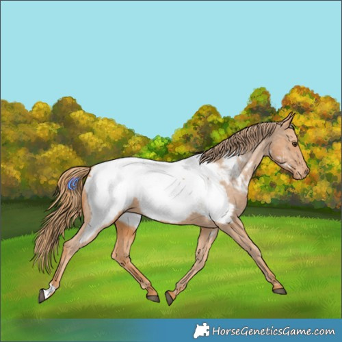 Horse Color:Chestnut Appaloosa 