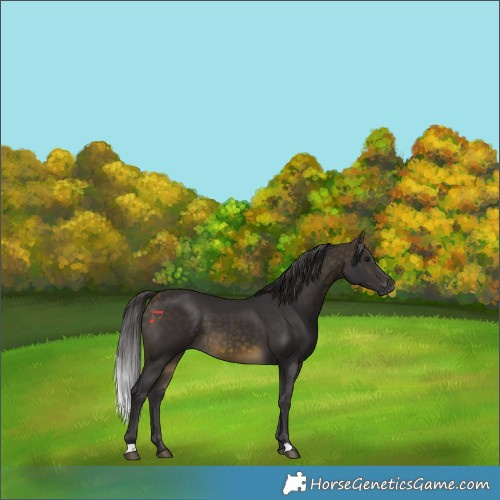 Horse Color:Buckskin