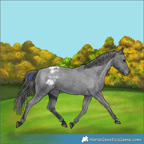 Horse Color:Black Appaloosa 