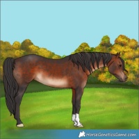 Horse Color:Brown 