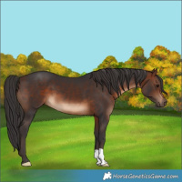 Horse Color:Brown 