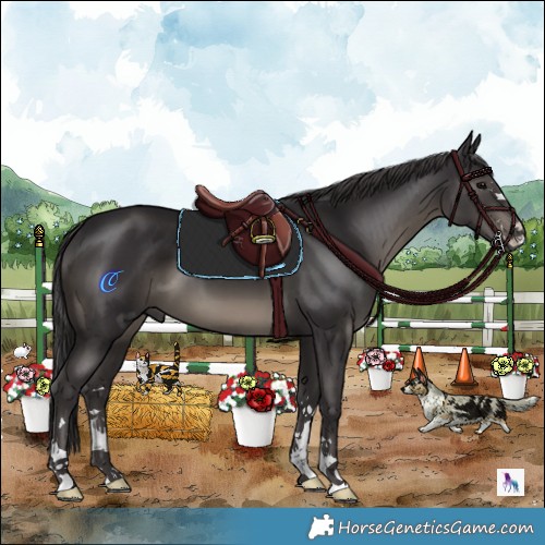 Horse Color:Smoky Black 