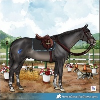 Horse Color:Smoky Black 
