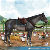 Horse Color:Smoky Black 