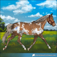 Horse Color:White Spotted Chocolate Palomino