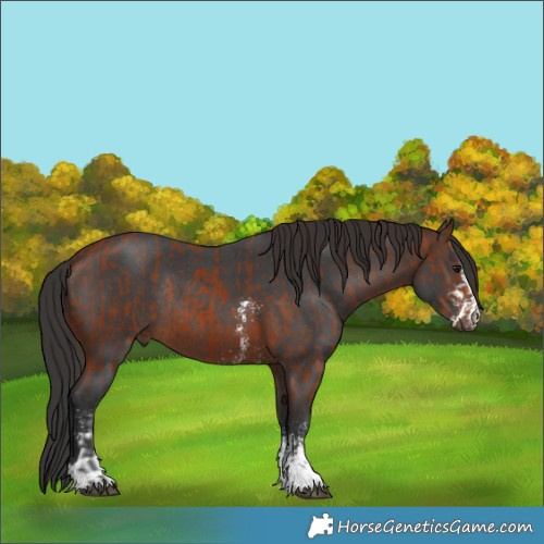 Horse Color:Bay Sabino Rabicano  and Brown Sabino Rabicano 