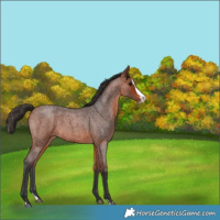 Horse Color:Bay Roan Splash