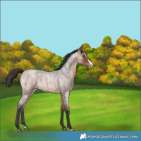 Horse Color:Bay Roan Splash