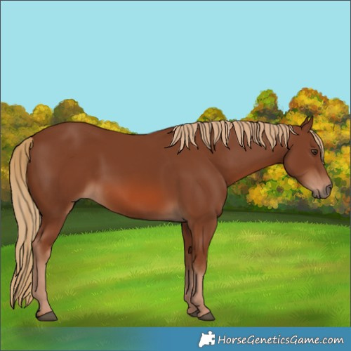 Horse Color:Chestnut 