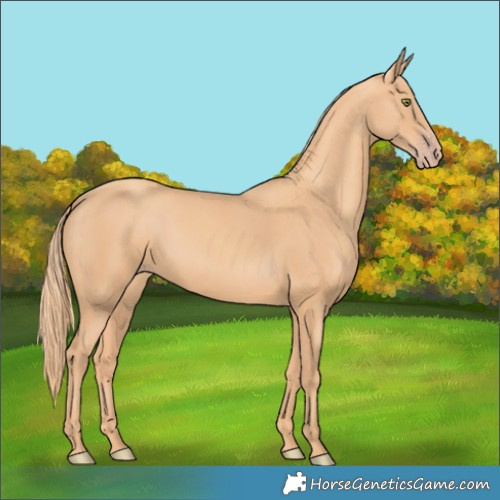 Horse Color:Gold Champagne 
