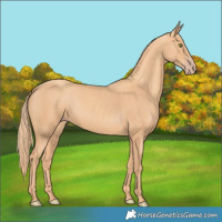 Horse Color:Gold Champagne 
