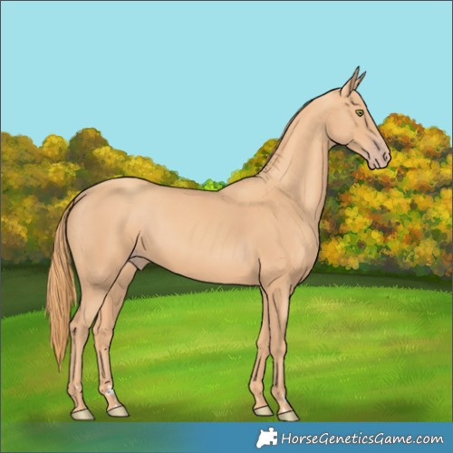 Horse Color:Gold Champagne 