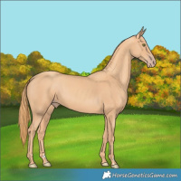 Horse Color:Gold Champagne 