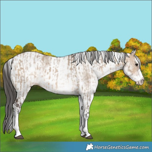 Horse Color:White Spotted Brown Dun Rabicano and White Spotted Brown Dun
