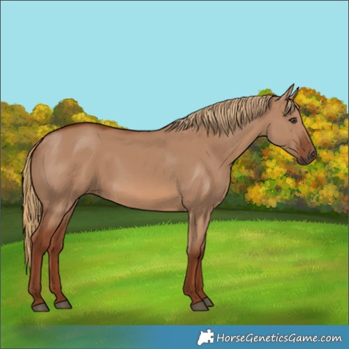 Horse Color:Red Dun 