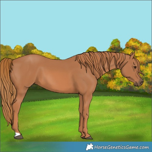 Horse Color:Chestnut 