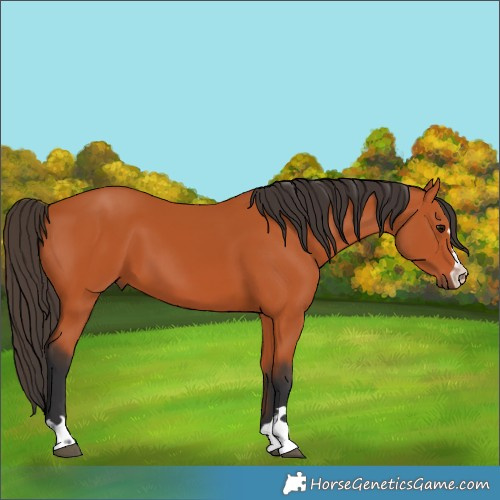 Horse Color:Unknown 