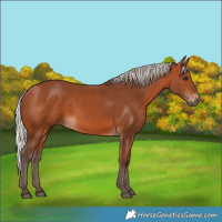 Horse Color:Silver Bay