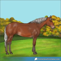 Horse Color:Silver Bay 