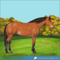 Horse Color:Bay 