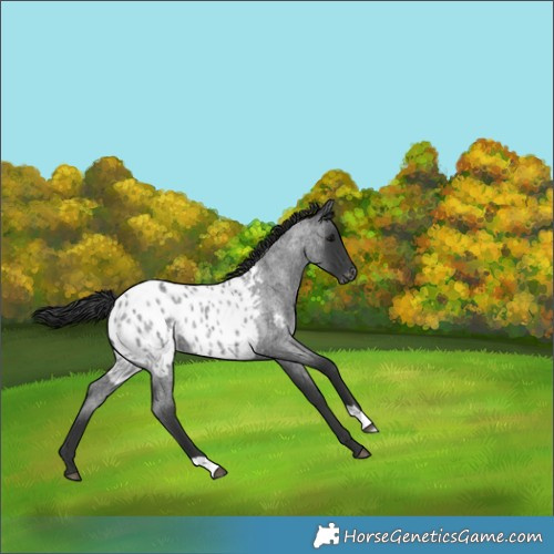 Horse Color:Blue Roan Appaloosa