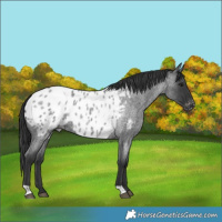 Horse Color:Blue Roan Near Leopard 