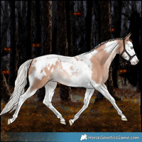 Horse Color:Silver Sable Champagne Splash Tobiano Appaloosa Rabicano 
