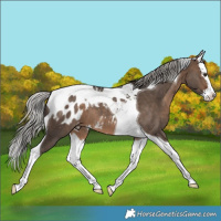 Horse Color:Silver Brown Dun Splash Tobiano Appaloosa 