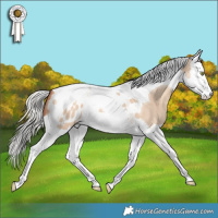 Horse Color:Silver Sable Champagne Dun Splash Tobiano Appaloosa 