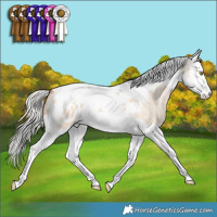Horse Color:Silver Sable Champagne Dun Splash Tobiano Appaloosa 