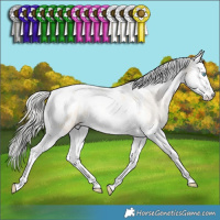 Horse Color:Silver Sable Cream Champagne Snowdrop Dun Splash Tobiano Appaloosa