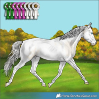 Horse Color:Silver Sable Cream Champagne Snowdrop Dun Splash Tobiano Appaloosa