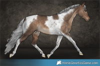Horse Color:Silver Brown Dun Tobiano 