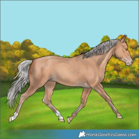 Horse Color:Silver Amber Champagne 