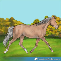 Horse Color:Silver Amber Champagne 