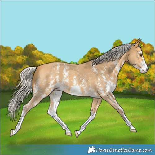 Horse Color:Silver Buckskin Sabino 