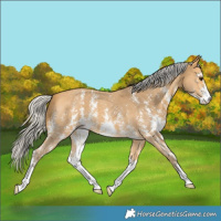 Horse Color:Silver Buckskin Sabino