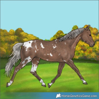 Horse Color:White Spotted Silver Black 