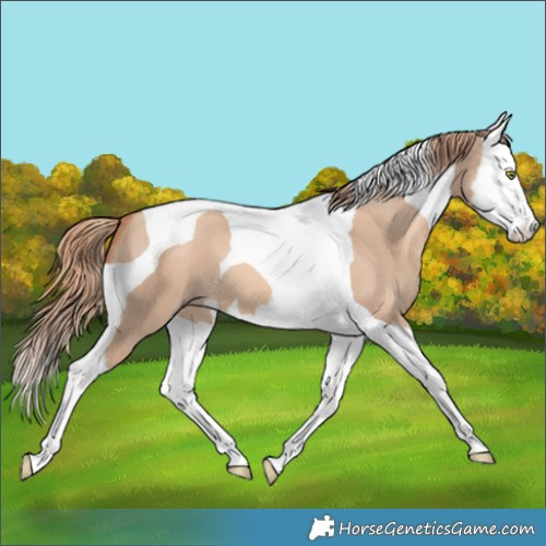 Horse Color:Gold Champagne Dun Splash Tobiano 