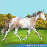Horse Color:Gold Champagne Dun Splash Tobiano 