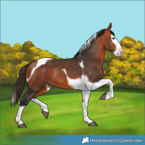 Horse Color:Bay Splash Tobiano 