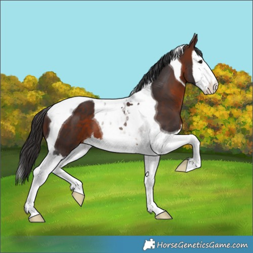 Horse Color:Brown Splash Tobiano 
