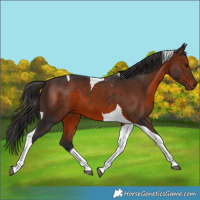 Horse Color:Brown Tobiano 