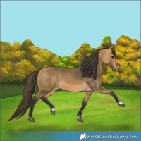 Horse Color:Buckskin 