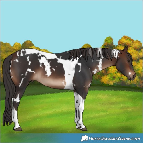 Horse Color:White Spotted Brown Tobiano 