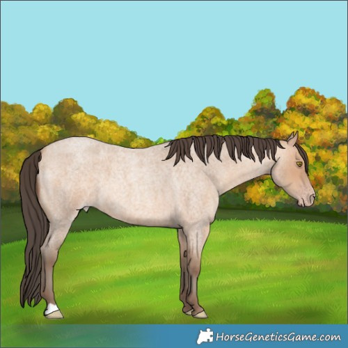 Horse Color:Amber Champagne Roan 