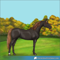 Horse Color:Liver Chestnut Rabicano 